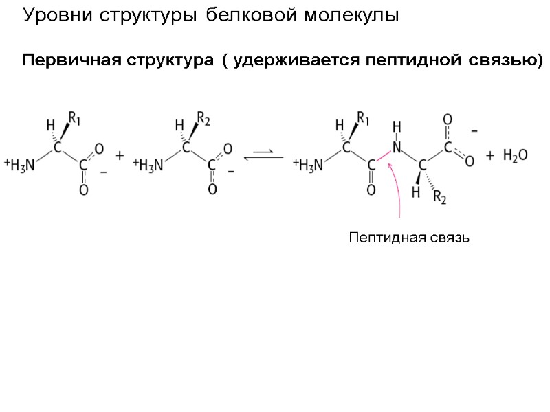 Пептидная связь Уровни структуры белковой молекулы  Первичная структура ( удерживается пептидной связью)